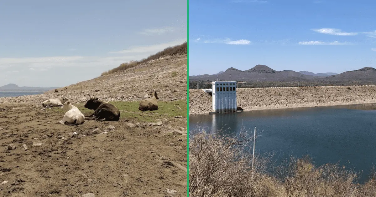 Cambian la ganadería por la pesca ante sequía en el Valle del Yaqui