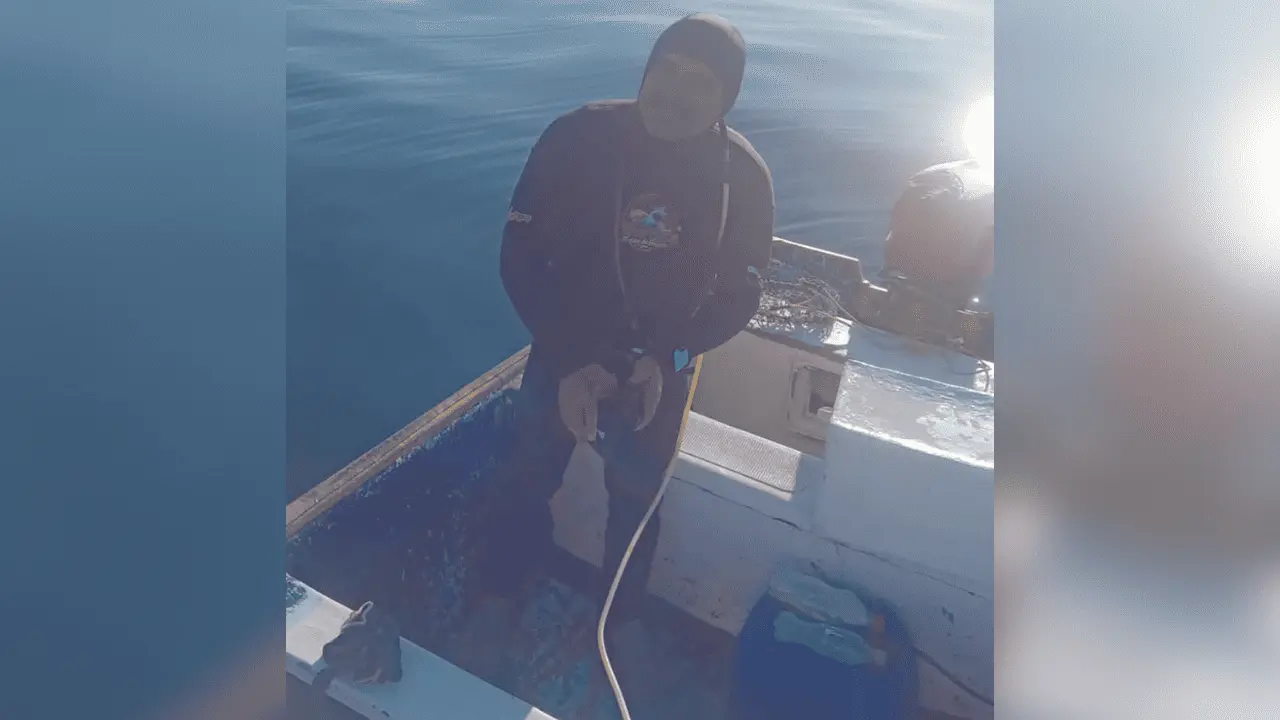 Buzo se encuentra con tiburón blanco en Empalme