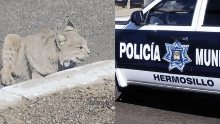 Foto: Especial / EXPRESO.