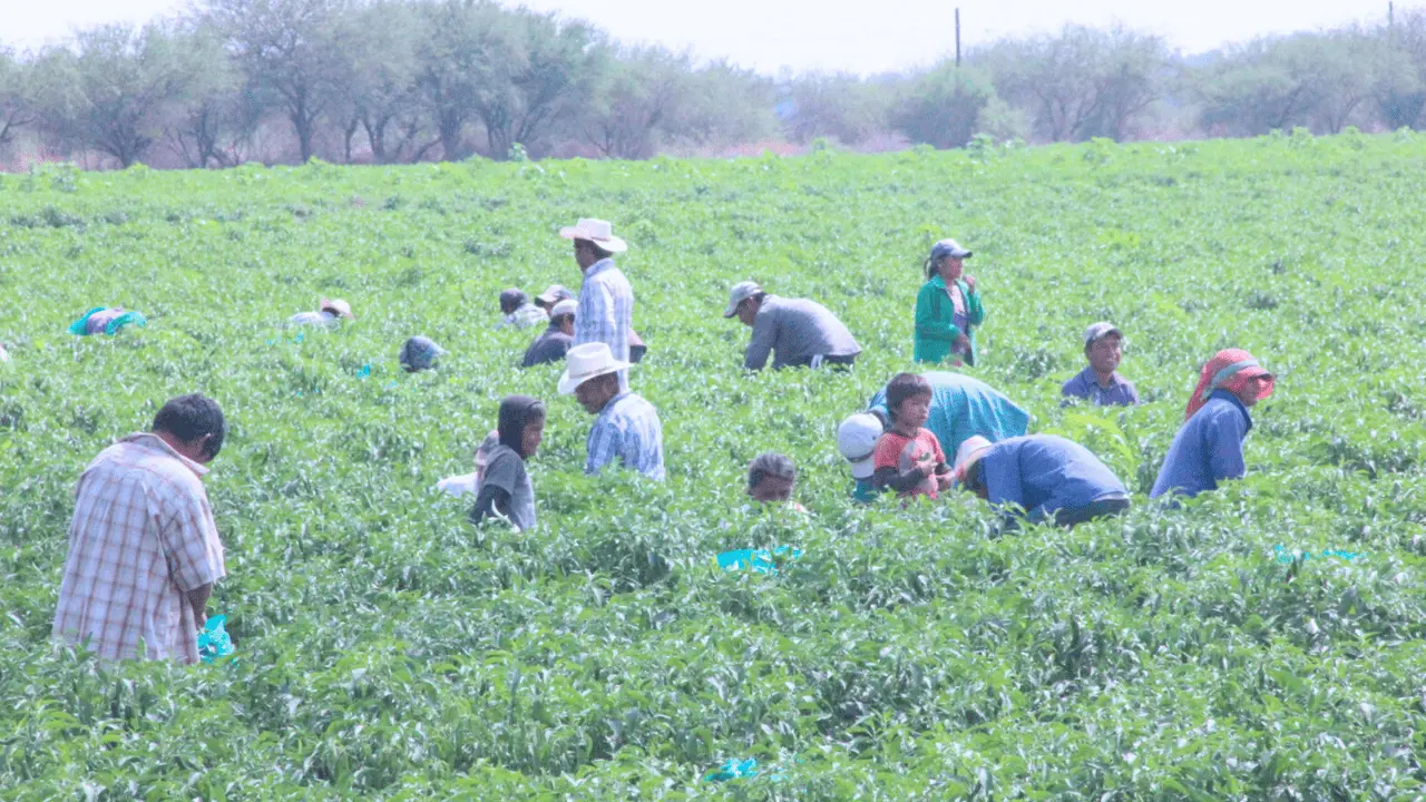Jornaleros de Sonora sufren precariedad laboral