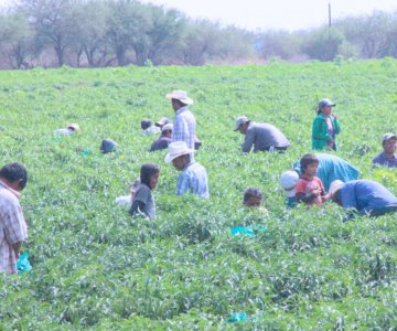 Jornaleros de Sonora sufren precariedad laboral