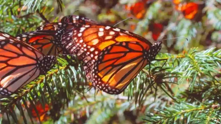 (Foto: Especial / EXPRESO)