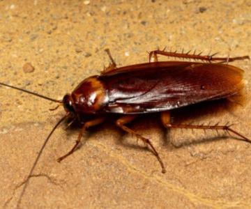 Ponle el nombre de tu ex a una cucaracha: Zoológico lanza convocatoria