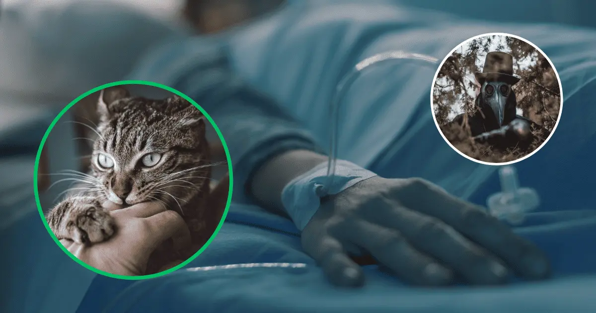 Confirman caso de peste bubónica en EU; gato habría infectado a su dueño