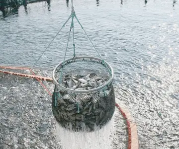 Aumenta al 200% la producción de tilapia en Sonora