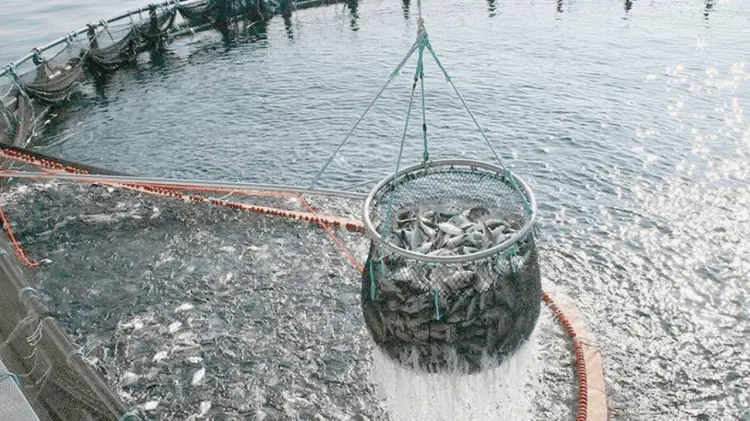 Sonora es una de las entidades con mayor éxito en el cultivo de tilapia. (Foto: Especial /EXPRESO)