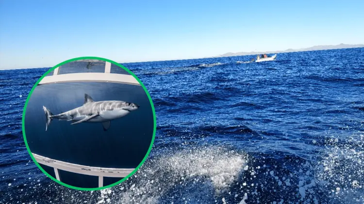 Tercera vez que se reporta la presencia de tiburón blanco en la zona. (Foto: Ilustrativa/EXPRESO)