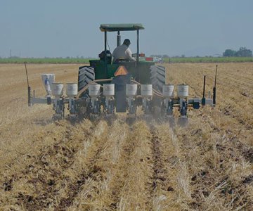 Impulsan en la entidad prácticas agrícolas sustentables: Cimmyt