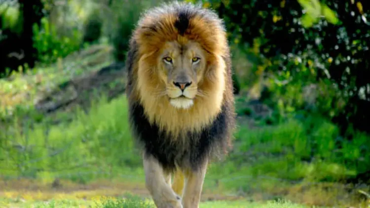 El león fue puesto a resguardo mientras las autoridades recuperaban el cadáver. (Foto: Pixabay)