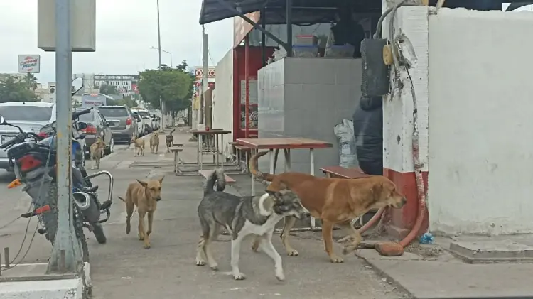 Foto: Especial / EXPRESO.