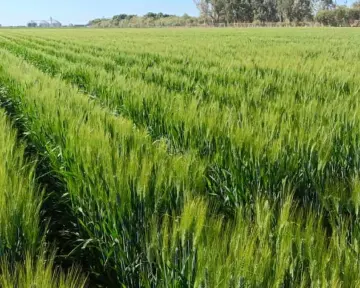 Avanza 60% entrega de fertilizantes a productores de Sonora