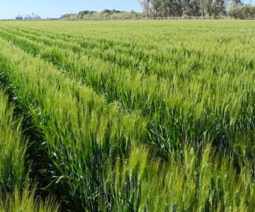 Disminuyen uso de fertilizantes en cultivos del Valle del Yaqui