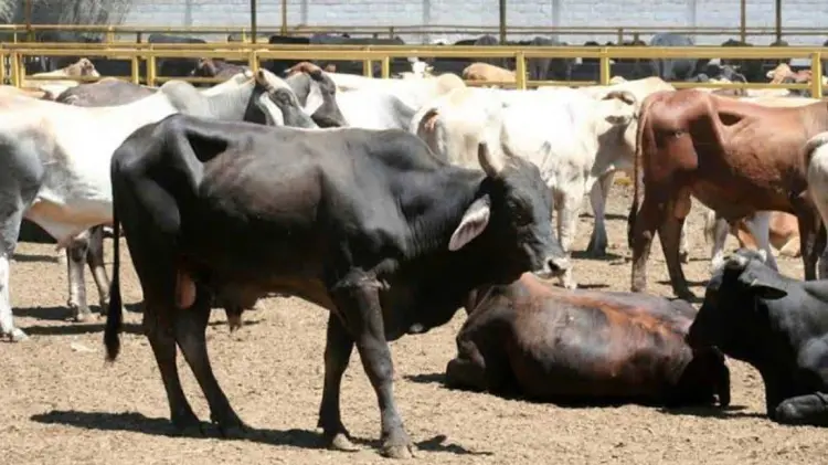 Foto: Especial / EXPRESO.