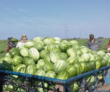 Sonora mantiene su liderazgo en la producción agrícola