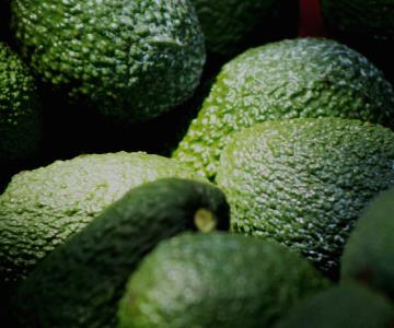 Aguacates de huertas ilegales no se exportarán a EU: Ken Salazar