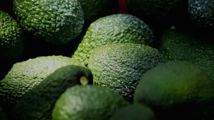 Se han detectado 817 huertas ilegales, informó el gobernador de Michoacán. (Foto: Especial/Expreso)