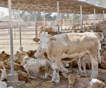 Sader anuncia apoyos para que ganaderos puedan adquirir toros sementales