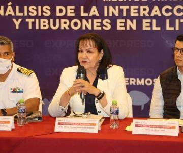 Expertos buscan soluciones ante la presencia de tiburones en Sonora