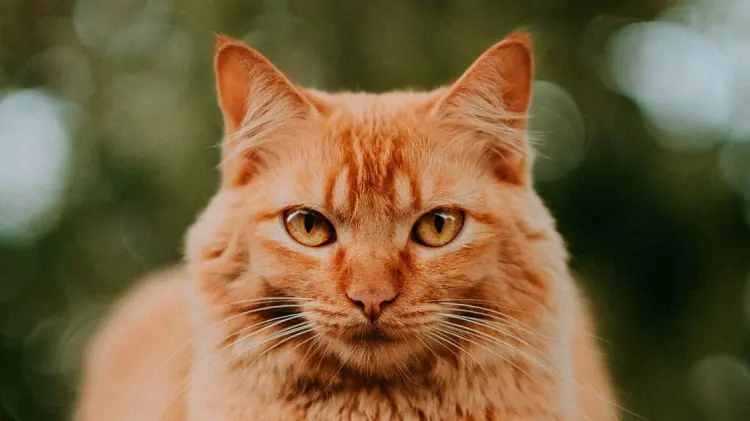 Entender las señales de los gatos nos ayuda a comprenderlos mejor. (Especial / EXPRESO)