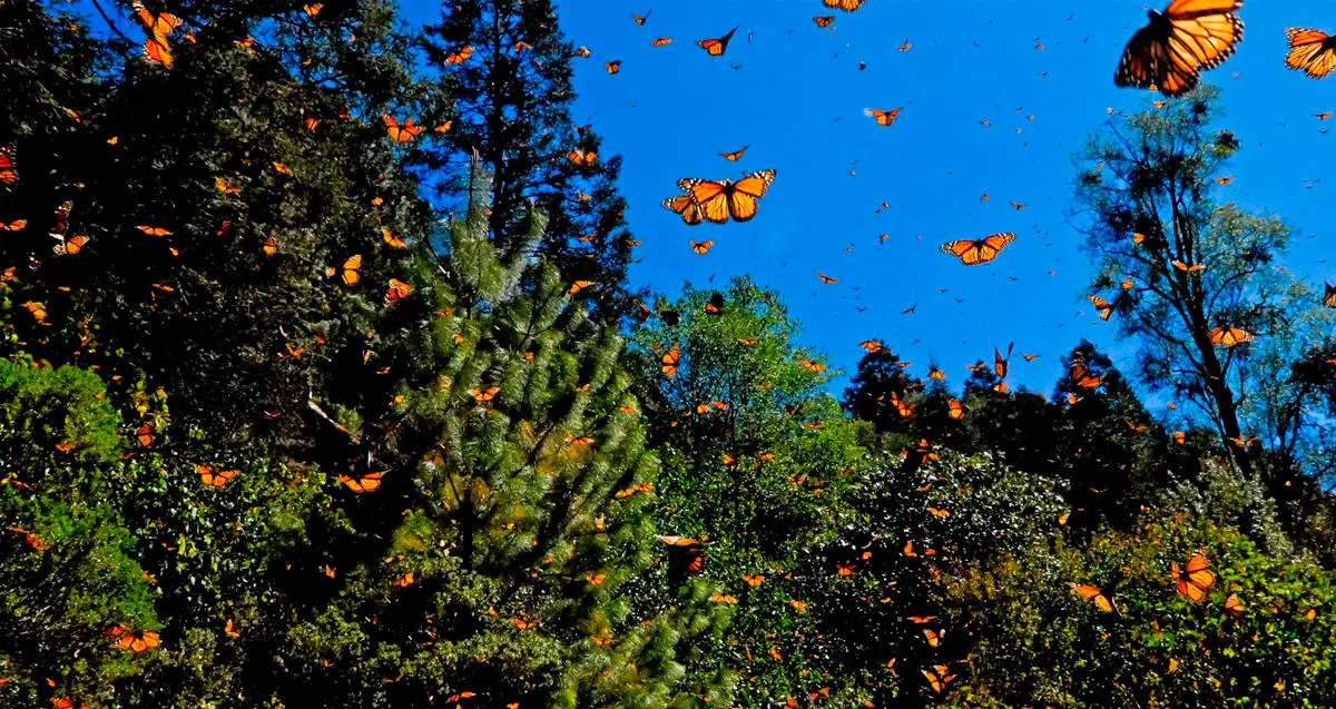 Migración de mariposas monarca disminuye