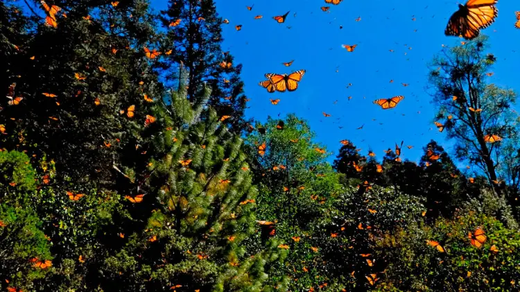 Rendón Salinas explicó las medidas a tomar sobre esta alarmante situación. (Especial / EXPRESO)