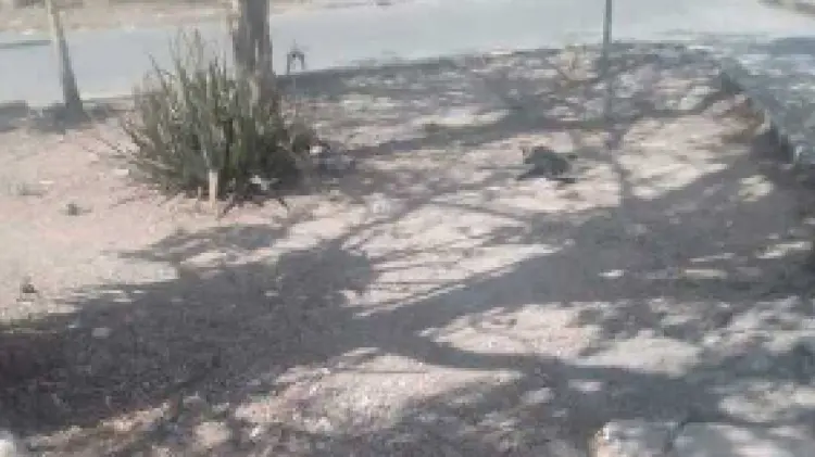 El animal ya estaba sin vida tirado en la vía pública (Foto:Especial/Expreso)