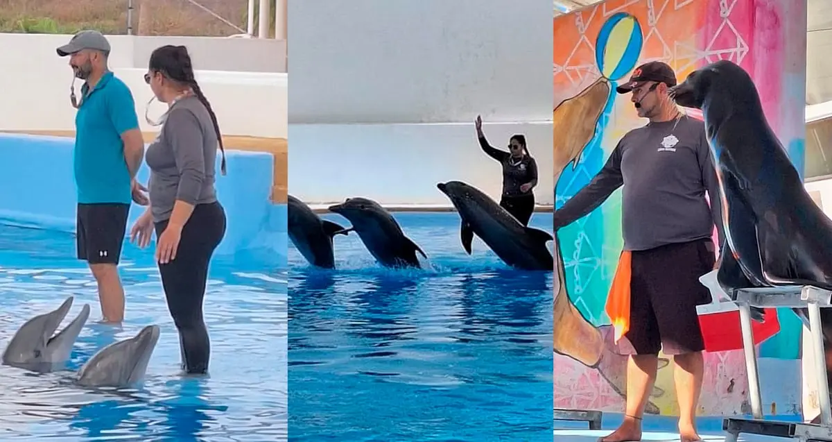 Delfinario Sonora busca incrementar número de visitantes