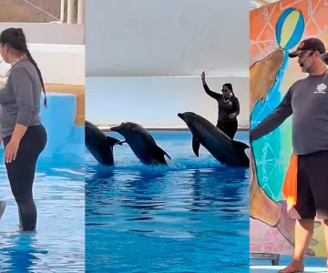 Delfinario Sonora busca incrementar número de visitantes