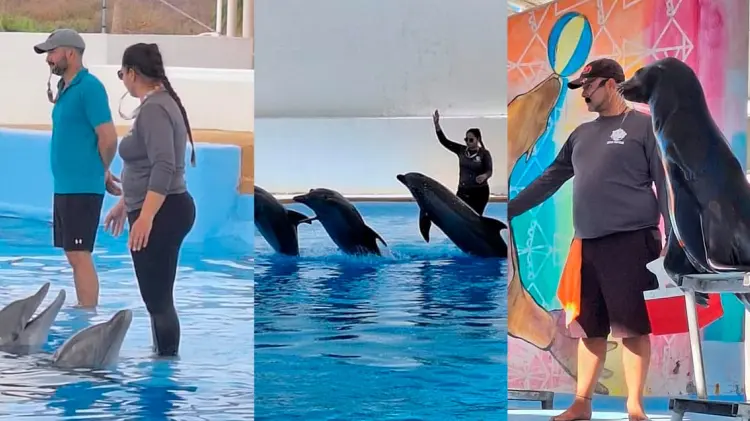 El Delfinario Sonora recibe visitantes nacionales y extranjeros. (Especial / EXPRESO)