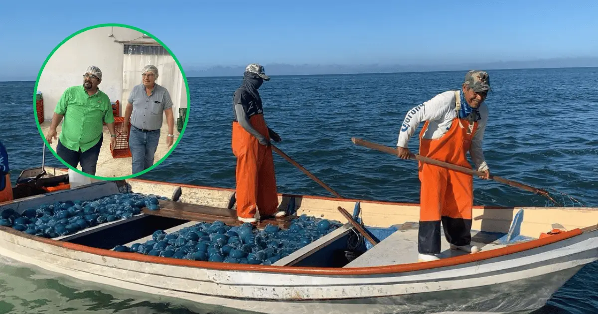 Auguran buena temporada de aguamala en Guaymas-Empalme