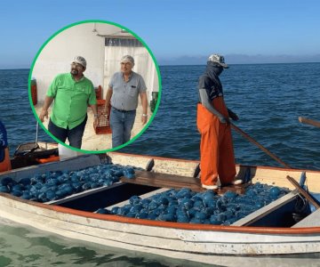 Auguran buena temporada de aguamala en Guaymas-Empalme