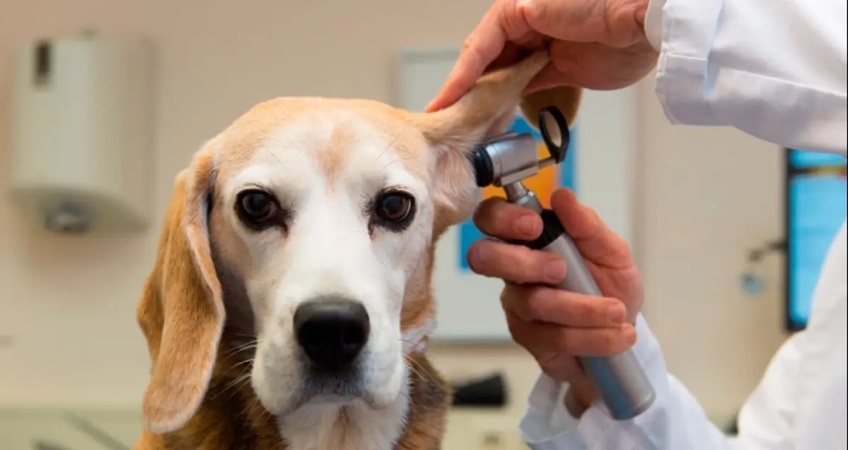 Aprueban dictamen para reforzar protección animal en CDMX