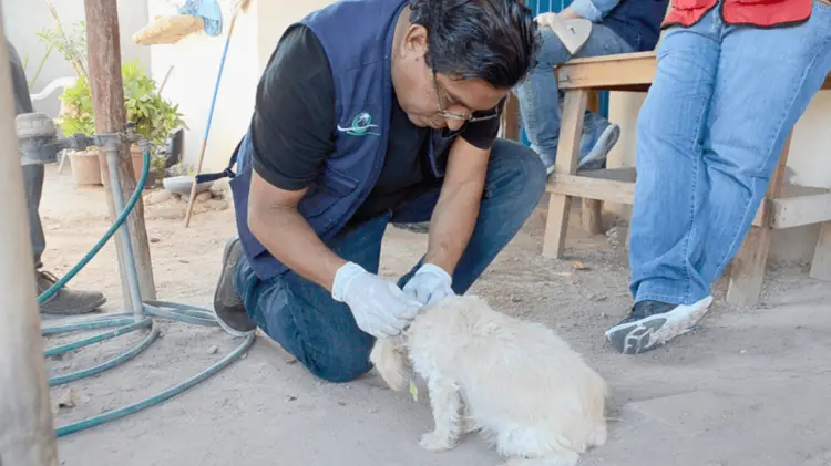 Los contagios se producen durante todo el año. (Foto: Especial / EXPRESO)