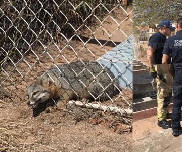 Rescatan a zorro atorado bajo el cerco de un panteón en Hermosillo