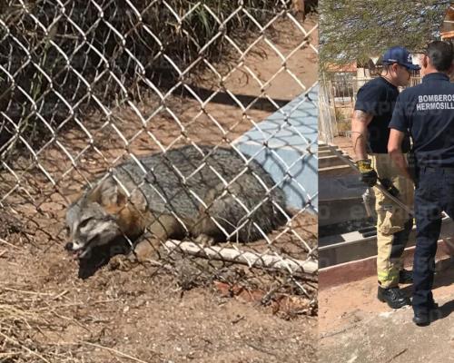 Rescatan a zorro atorado bajo el cerco de un panteón en Hermosillo