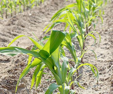 Escasez de agua afectará precios de productos: economista