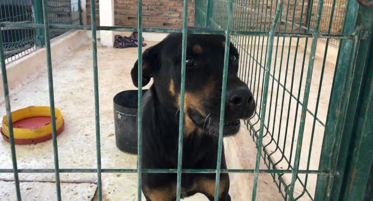 Centro de Control y Atención Animal: cuidando a los Animales en Cajeme