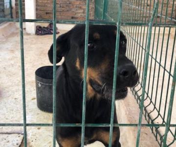 Centro de Control y Atención Animal: cuidando a los Animales en Cajeme