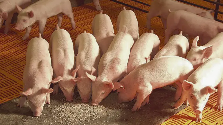 Experimentó incrementos en la producción de casi todos los productos. (Foto: Especial / EXPRESO)