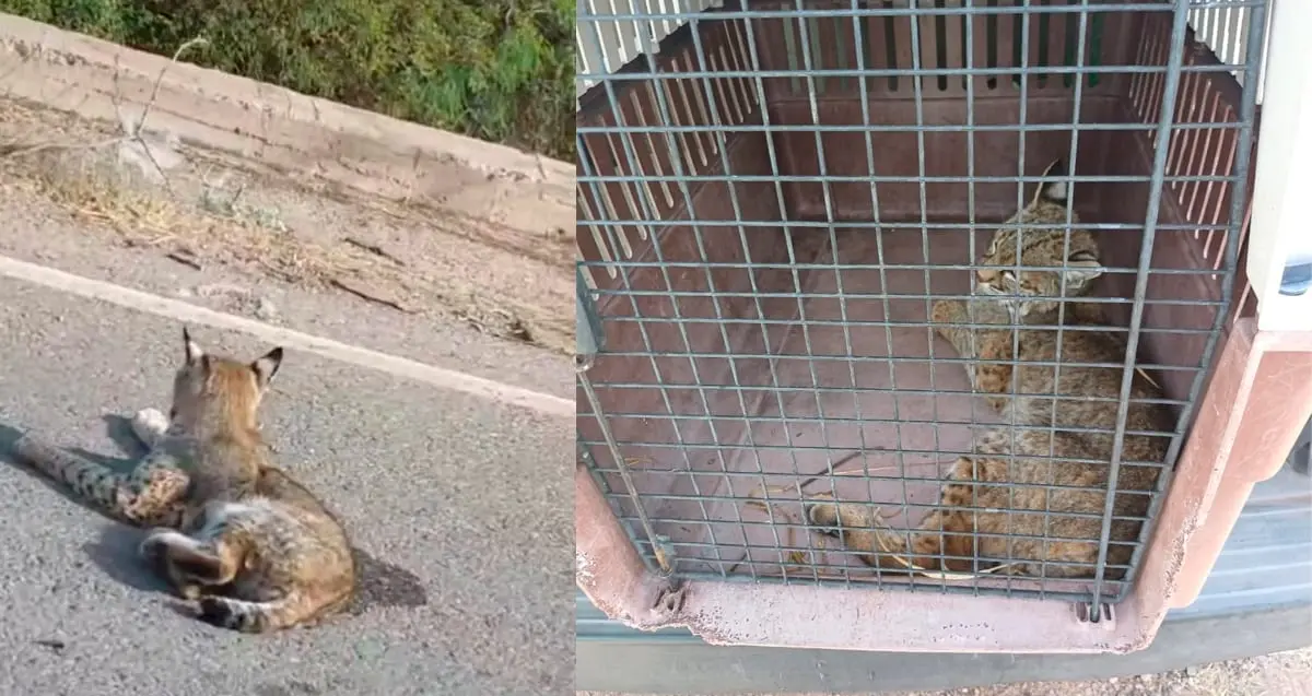 CRRIFS atiende gato montés que fue atropellado en la carretera