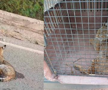 CRRIFS atiende gato montés que fue atropellado en la carretera