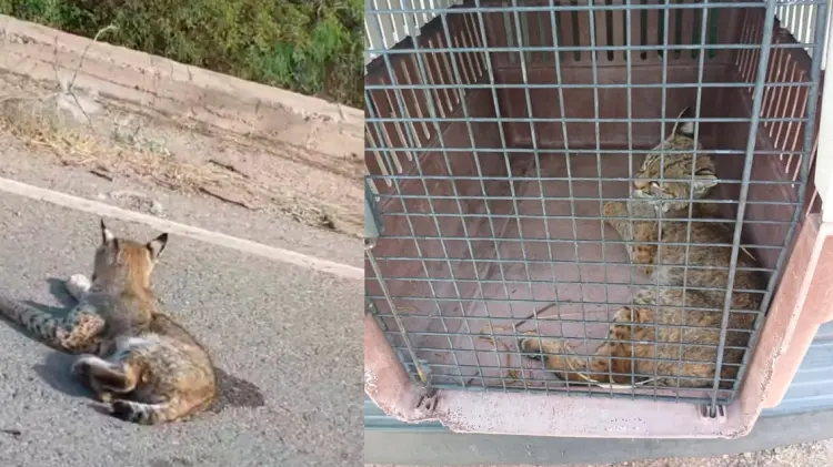 CRRIFS solicita a la población manejar por la zona con velocidad moderada. (Fotos: cortesía)