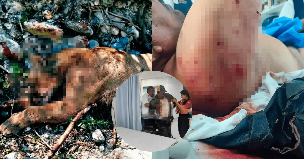 Campesinos se enfrentan al ataque de un puma y sobreviven para contarlo