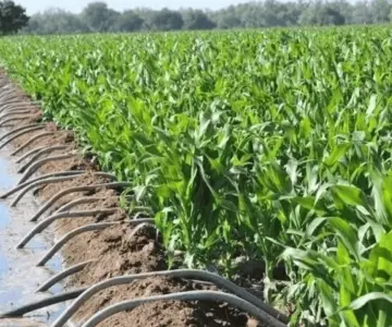 Productores del Valle de Guaymas y Empalme esperan más lluvias