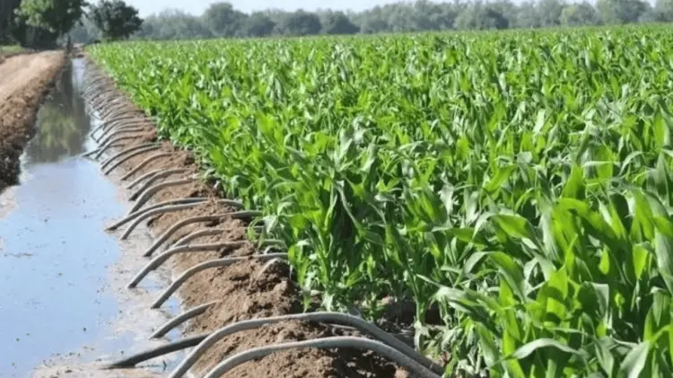 Agricultores esperan que este mes arrecien las precipitaciones. (Foto: Especial/EXPRESO)