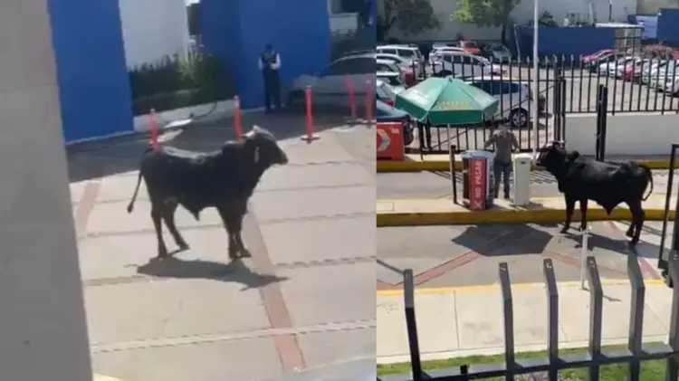 Varios videos han circulado del animal en el interior del plantel. (Foto: Capturas de video)