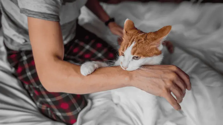 La mordedura de un gato sin vacuna fue la vía de contagio de rabia humana. (Foto: Ilustrativa)