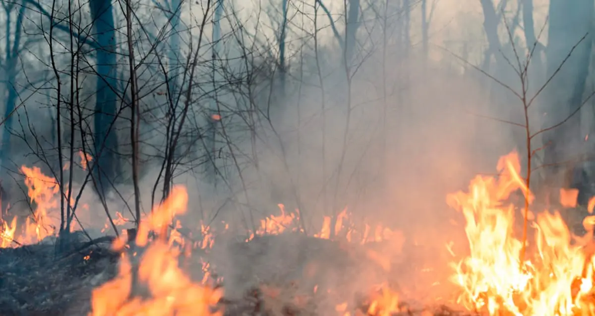 Reducen los incendios forestales en Sonora