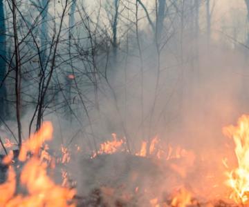 Reducen los incendios forestales en Sonora