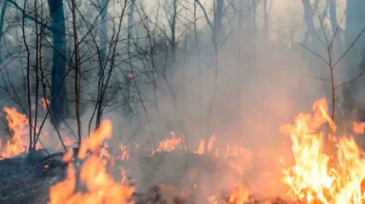 En 2023, Sonora fue la sexta entidad con más incendios forestales. (Especial / EXPRESO)